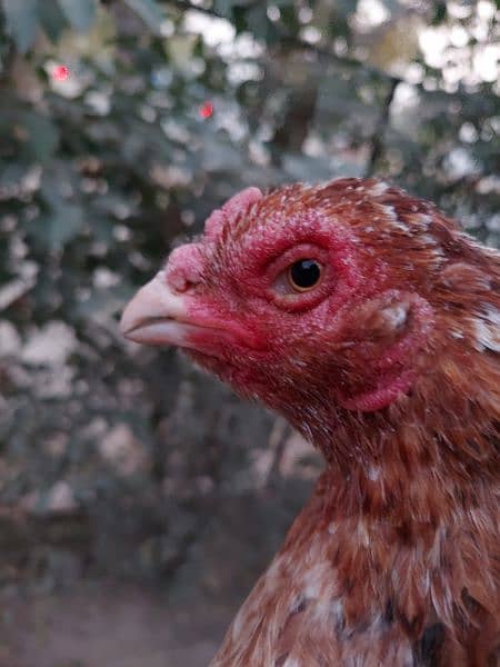 High Quality Peeli Aseel hen for sale 1