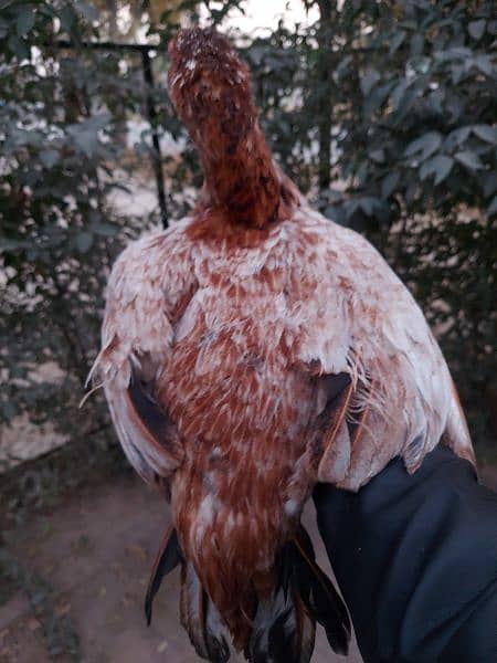 High Quality Peeli Aseel hen for sale 2