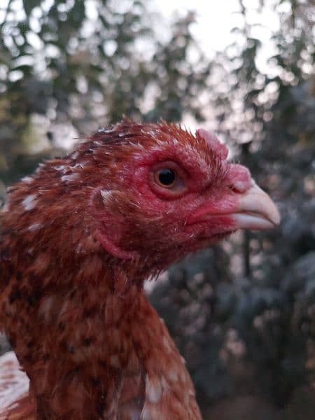 High Quality Peeli Aseel hen for sale 3