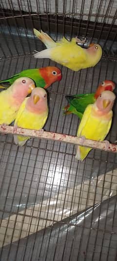 Love birds pathy and breader available