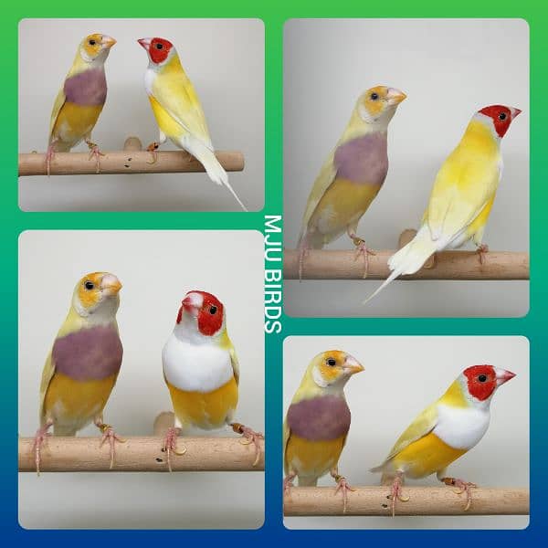 LADY GOULDIAN GOLDIAN FINCHES PAIR 0