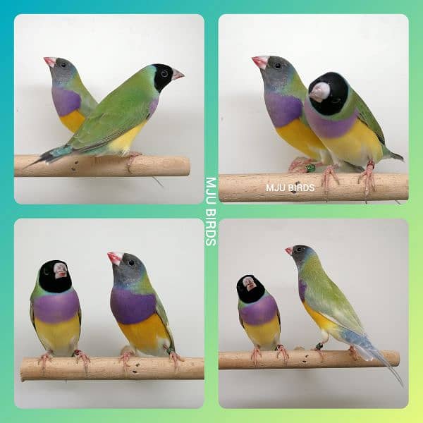 LADY GOULDIAN GOLDIAN FINCHES PAIR 1