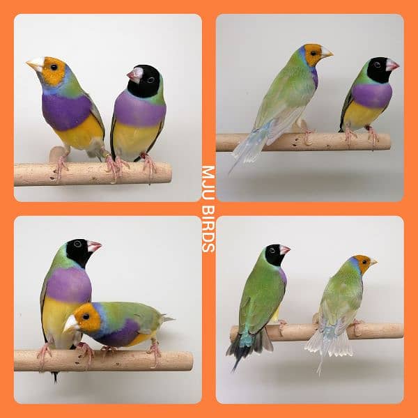 LADY GOULDIAN GOLDIAN FINCHES PAIR 2