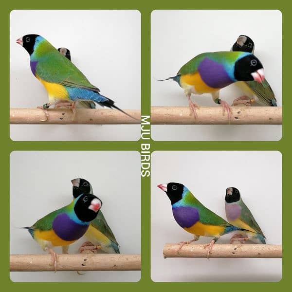 LADY GOULDIAN GOLDIAN FINCHES PAIR 3