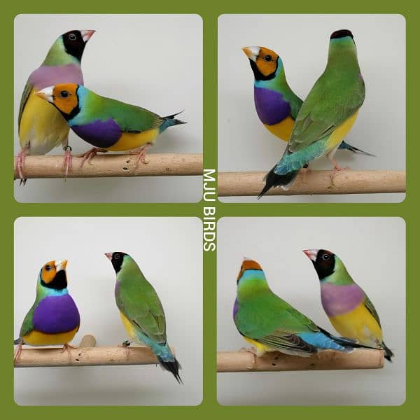 LADY GOULDIAN GOLDIAN FINCHES PAIR 4