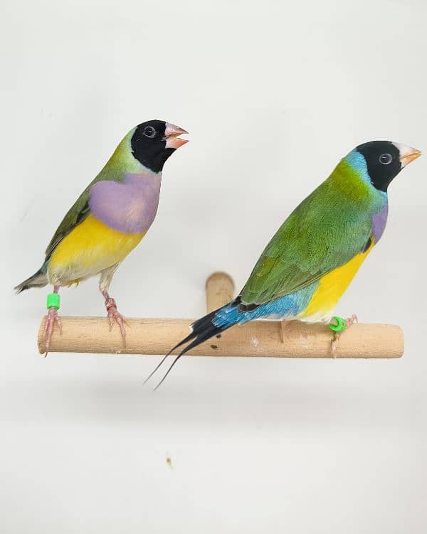 LADY GOULDIAN GOLDIAN FINCHES PAIR 11