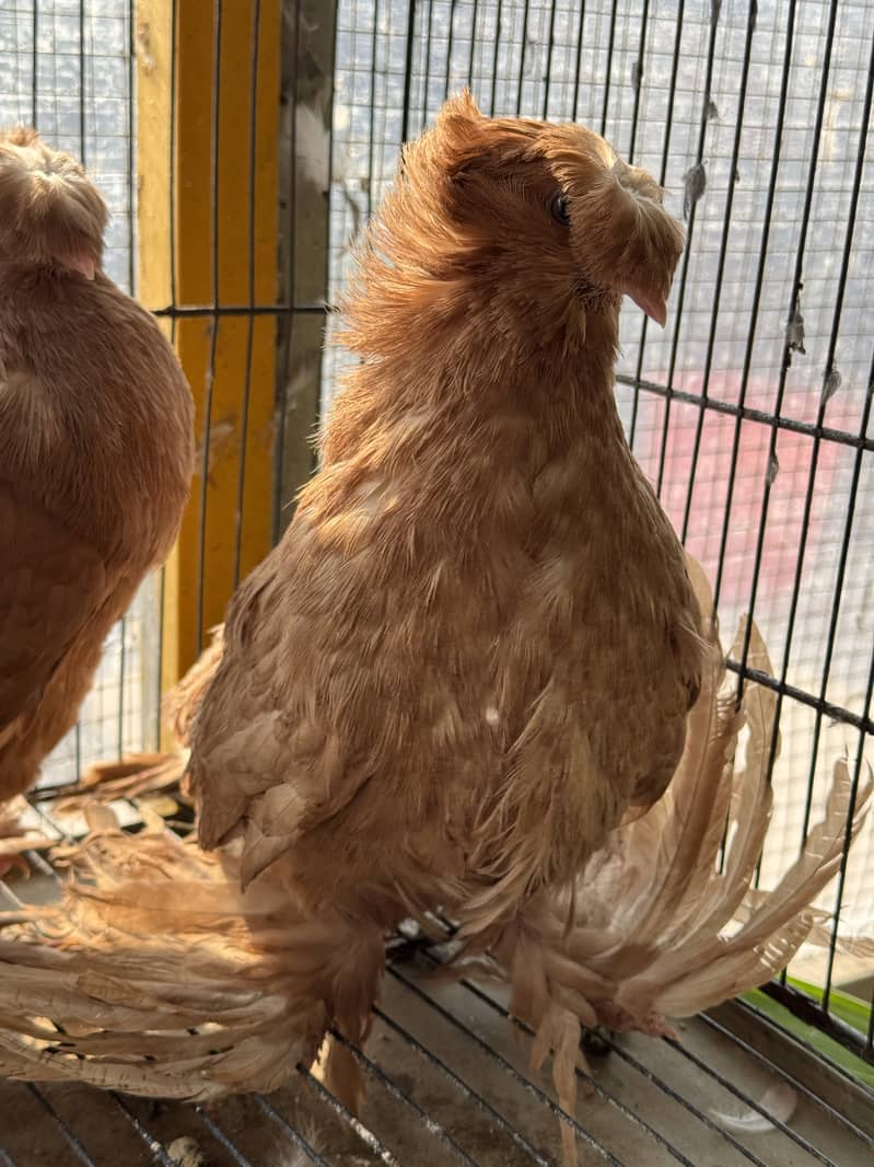 Fancy pigeon bokhara trumpeter 1