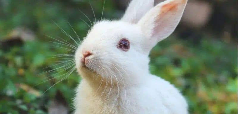 Very play full rabbits/bunny for sale all breader rabbits New Zealand 2