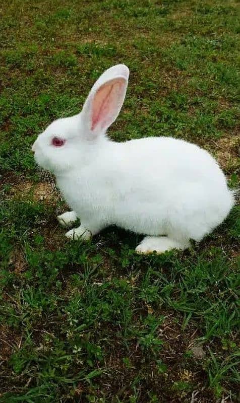 Very play full rabbits/bunny for sale all breader rabbits New Zealand 3