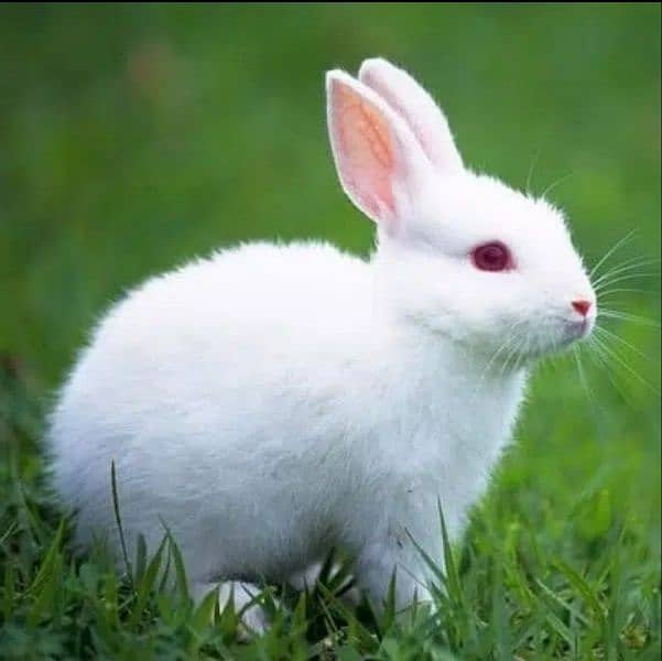 Very play full rabbits/bunny for sale all breader rabbits New Zealand 4