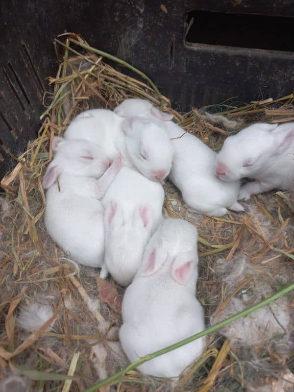 Very play full rabbits/bunny for sale all breader rabbits New Zealand 5