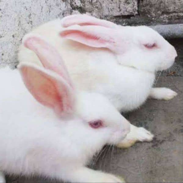 Very play full rabbits/bunny for sale all breader rabbits New Zealand 6