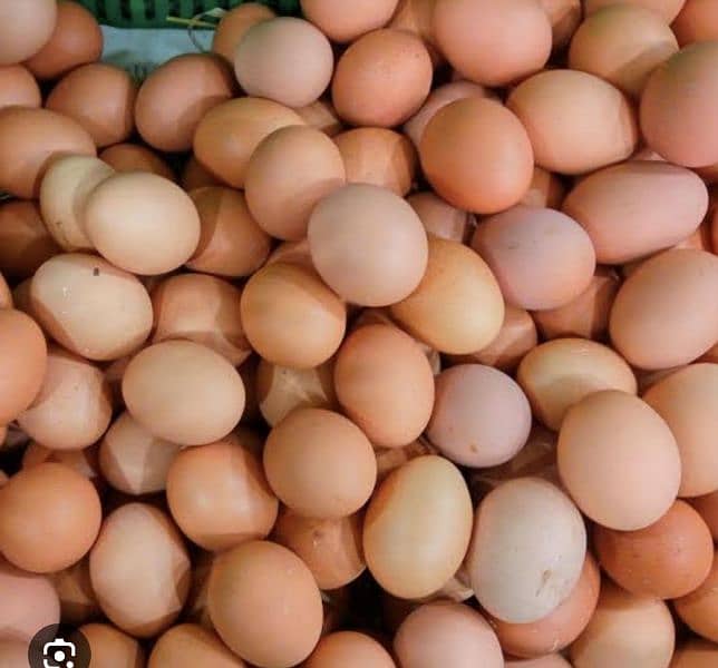 lohmn brown eggs 03226205293 0