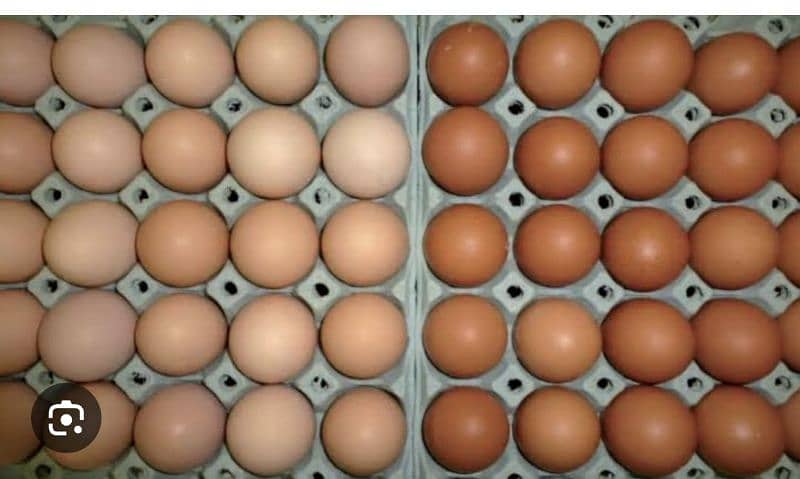 lohmn brown eggs 03226205293 1