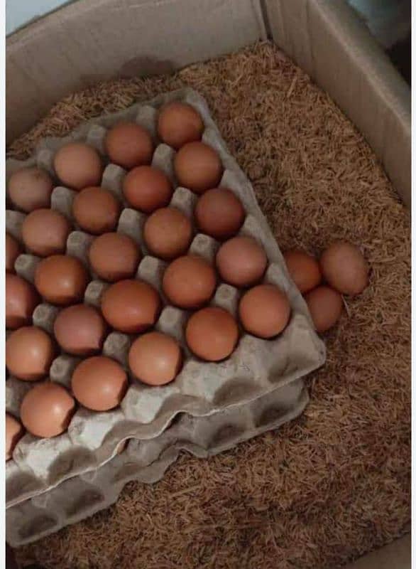 lohmn brown eggs 03226205293 2