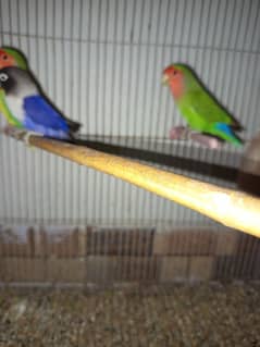 all colour love Birds for sale