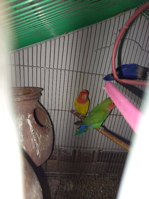 all colour love Birds for sale 1