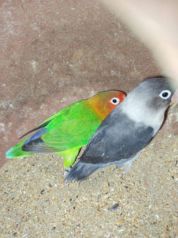 all colour love Birds for sale 3