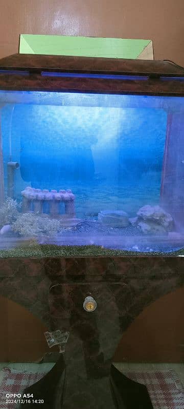 fish aquarium 2