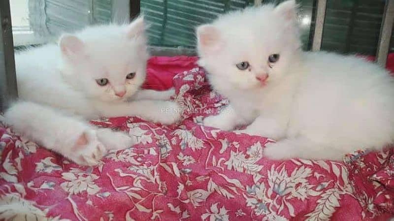 White Persian kittens 0