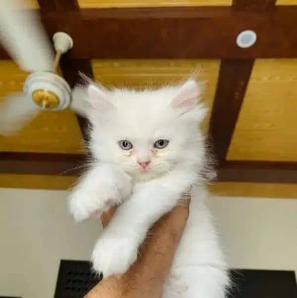 White Persian kittens 1