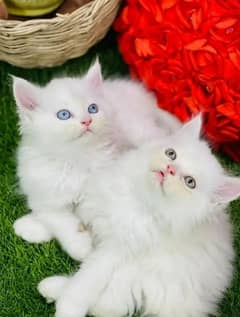 persian cat for sale 2 month age WhatsApp number 03417057463