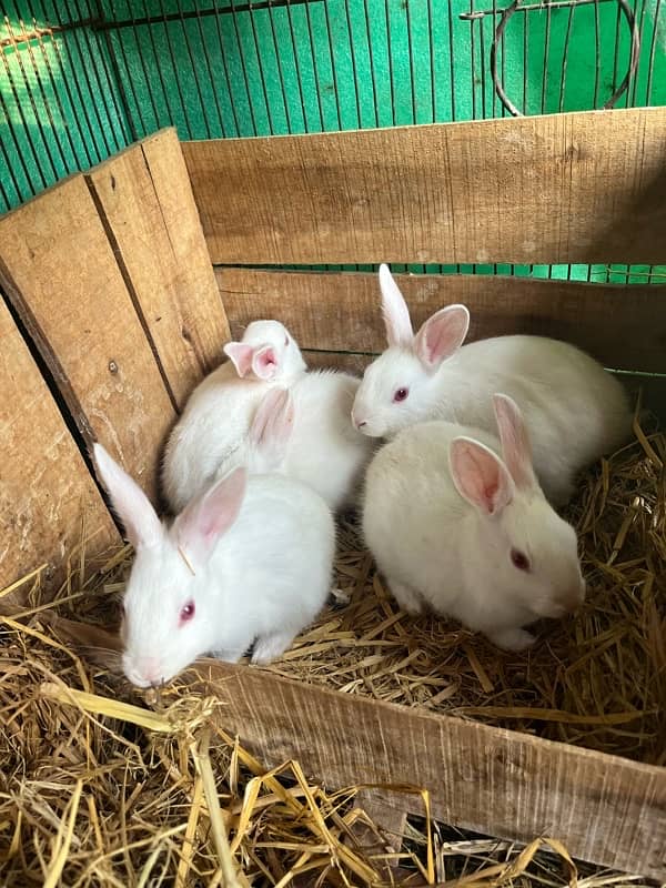 white red eyes rabbits 0