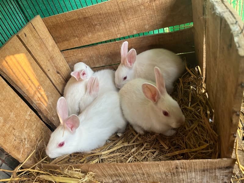 white red eyes rabbits 1