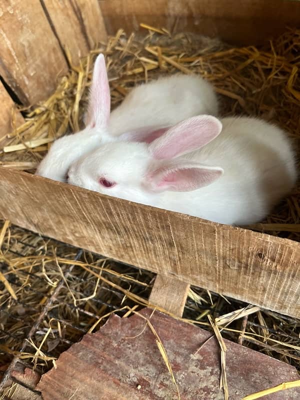 white red eyes rabbits 3