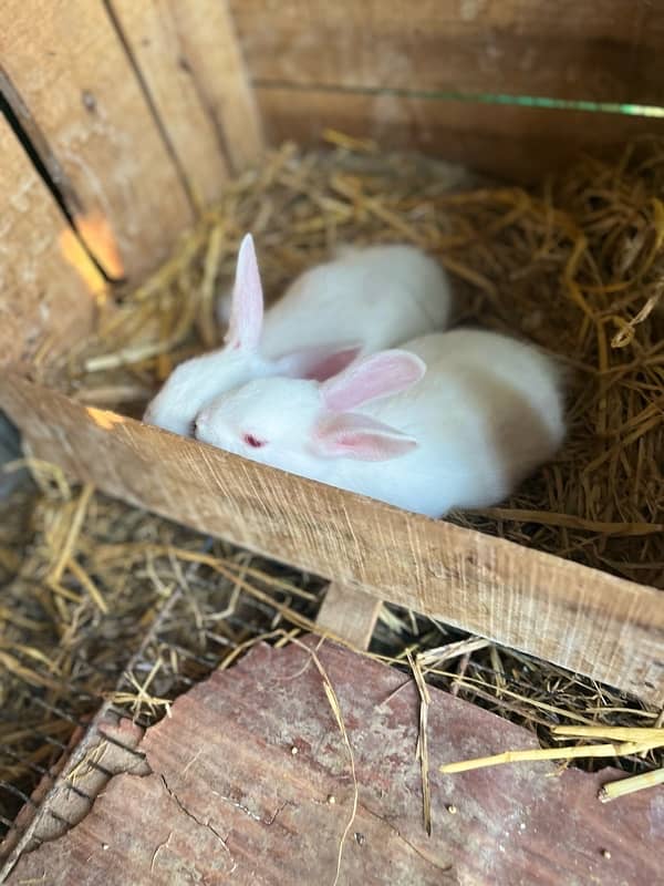 white red eyes rabbits 4