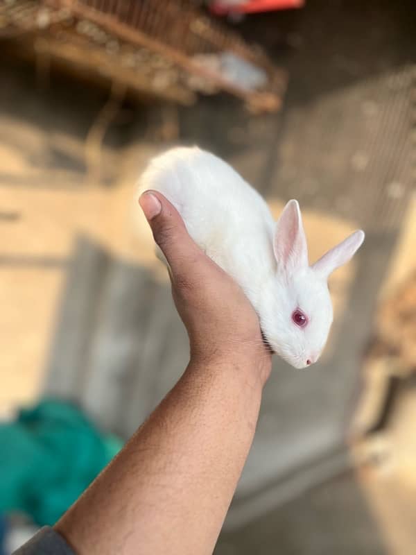 white red eyes rabbits 8