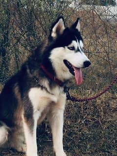 Male Husky 14 months age