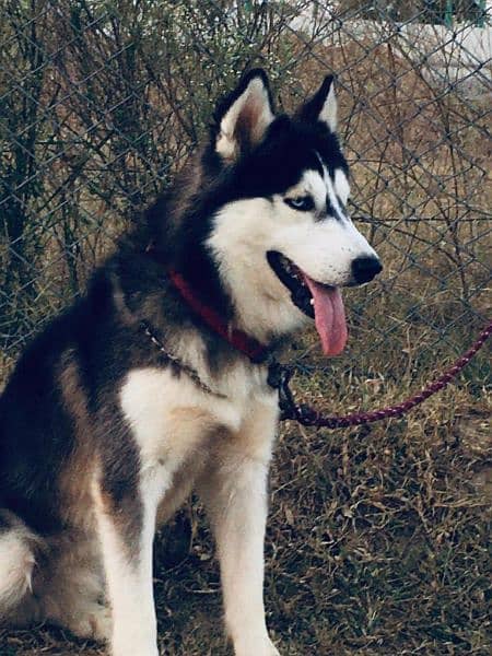 Male Husky 14 months age 0