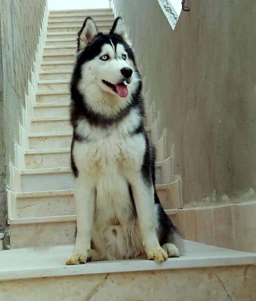 Male Husky 14 months age 1