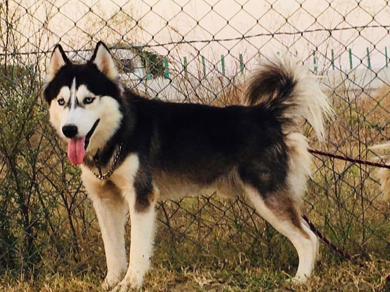 Male Husky 14 months age 2