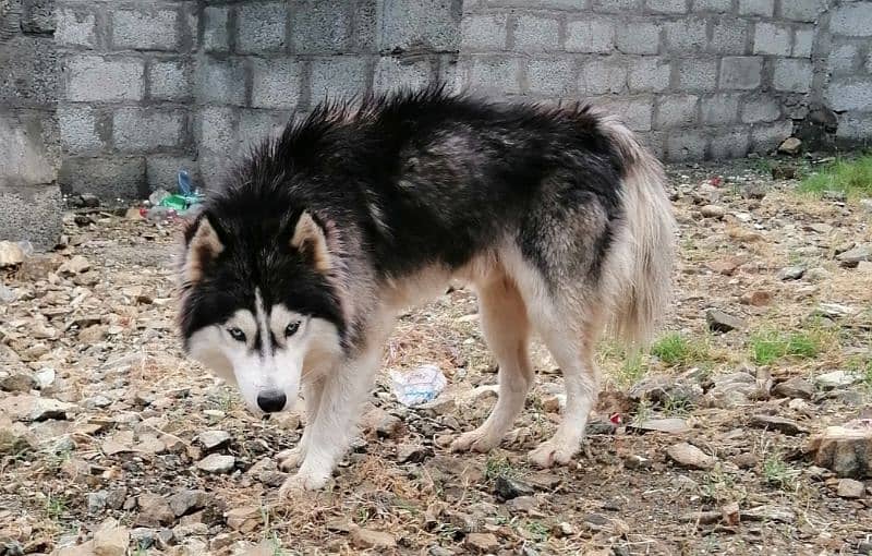 Male Husky 14 months age 3