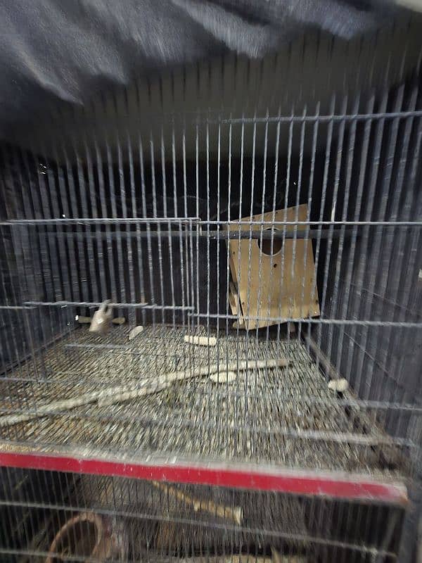 Cage for sale 2