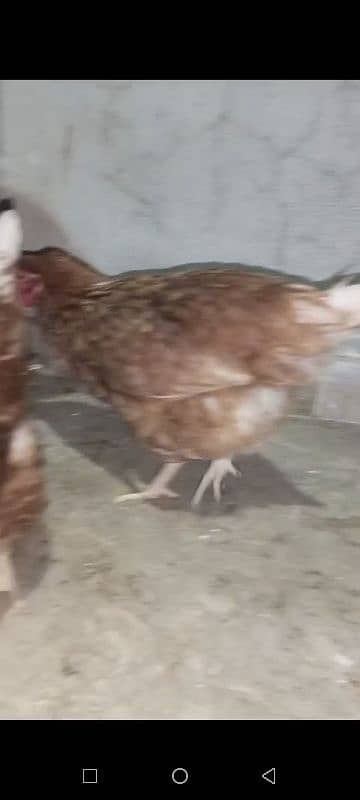 lohman brown hen  ande dyri hai 1