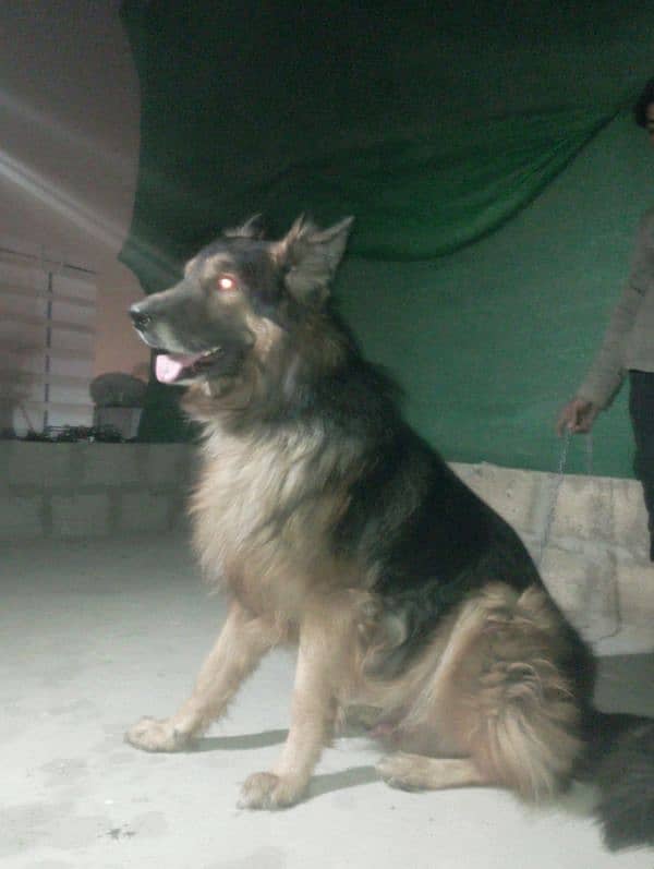 German shepherd 2