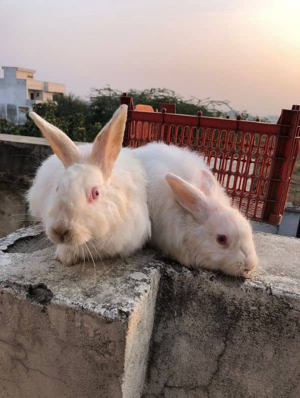 white Angora rabbit pair for sale 0