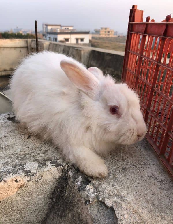 white Angora rabbit pair for sale 1