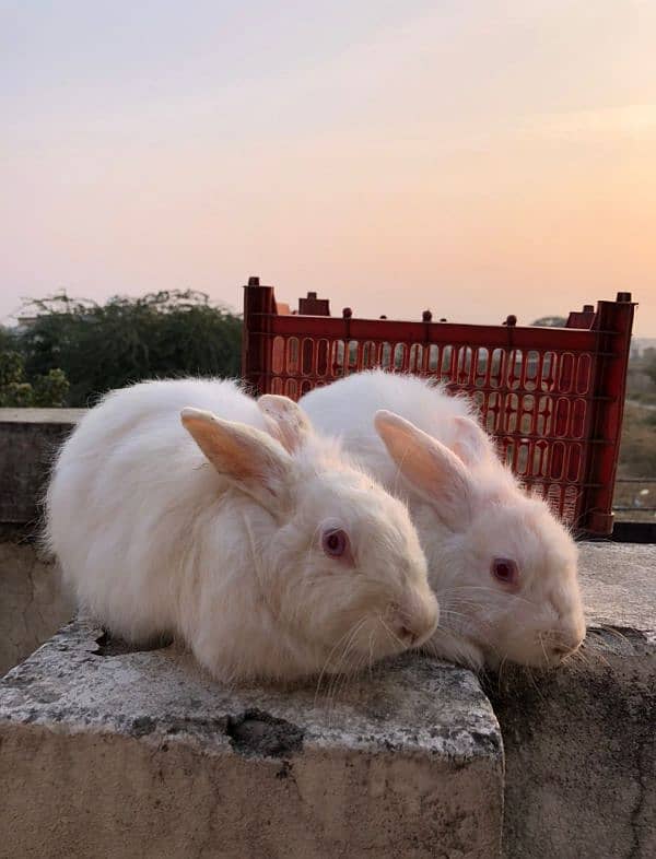 white Angora rabbit pair for sale 2