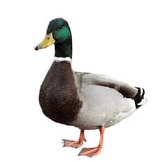 duck