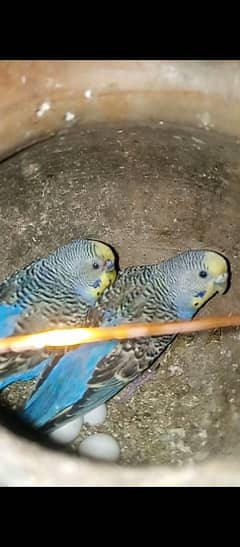 Australian Budgie's