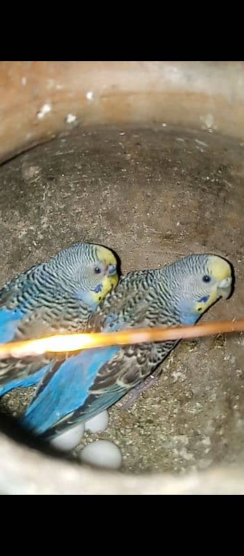 Australian Budgie's 0