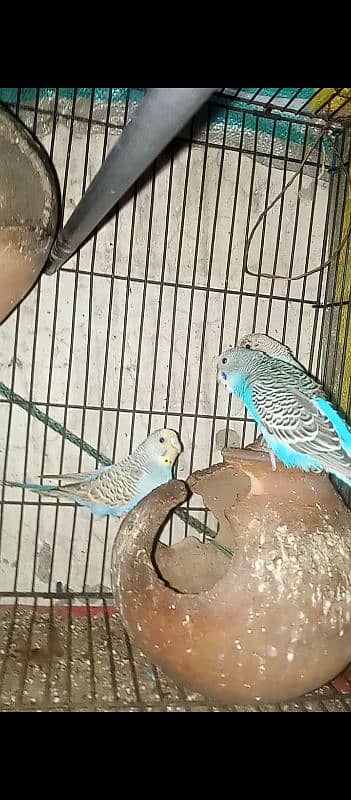 Australian Budgie's 1