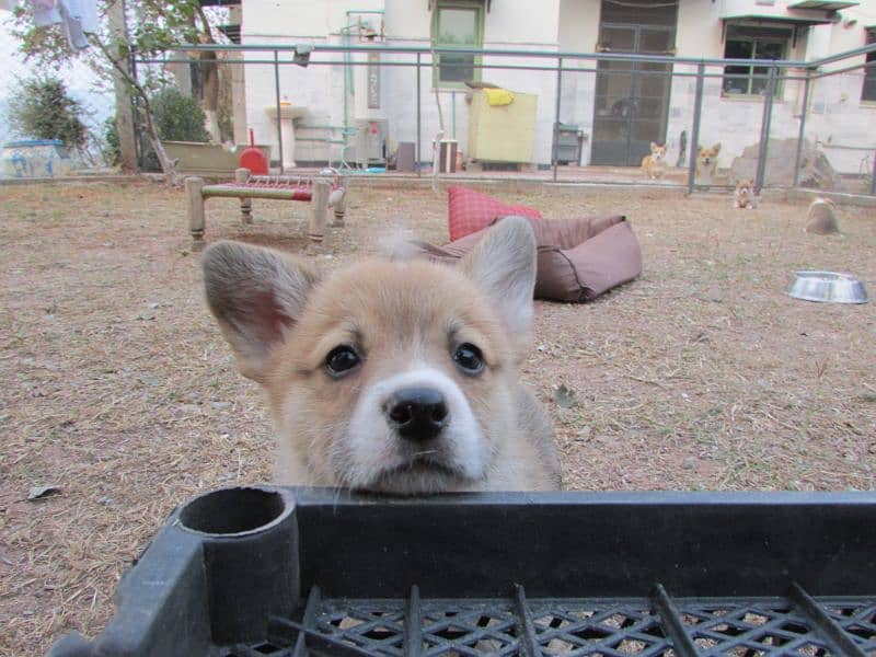 russian imported corgi puppies for sale 0