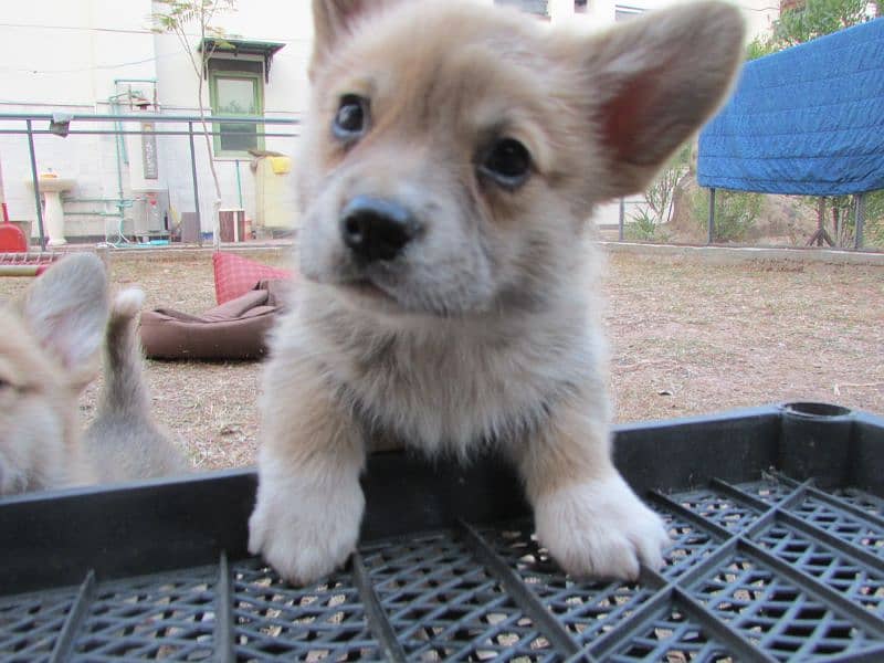 russian imported corgi puppies for sale 1