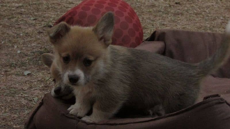 russian imported corgi puppies for sale 2