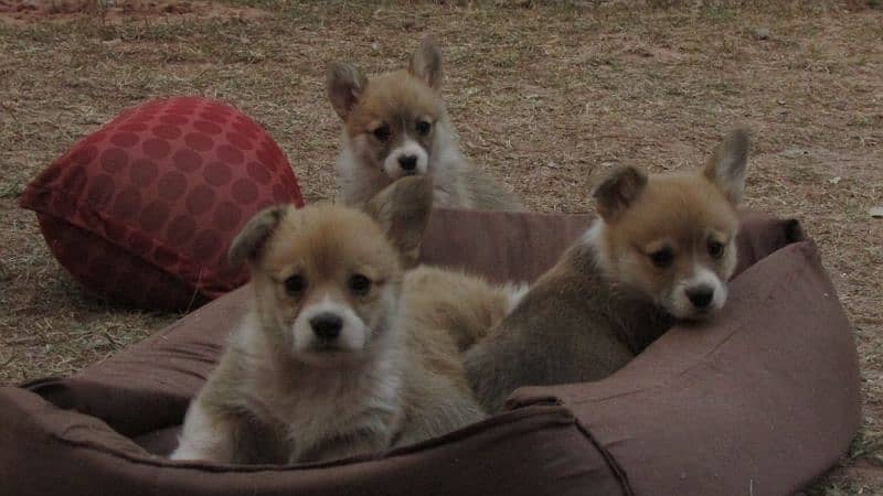 russian imported corgi puppies for sale 3